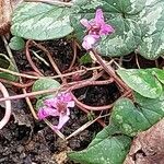 Cyclamen coum Flor