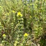 Sideritis montana Fula