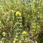 Sideritis montana Flower