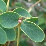 Berberis aetnensis Leaf