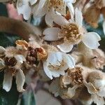 Eriobotrya japonica Fula