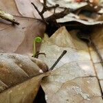 Actinostachys pennula Frucht