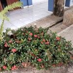 Ixora coccinea Kwiat