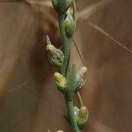 Thymelaea passerina Blüte