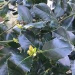 Ilex canariensisFrunză