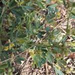 Crotalaria medicaginea List