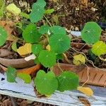 Tropaeolum majus 葉