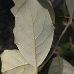 Quercus oleoides পাতা