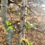 Commiphora madagascariensis Лист