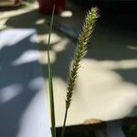 Setaria parviflora 叶