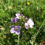 Cardamine pratensisFlower