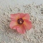 Hibiscus elatus Kvet