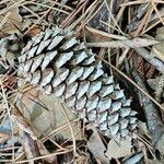 Pinus taeda Fruit