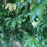 Cinnamomum burmanni Blad