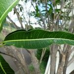Tabernaemontana persicariifolia Leaf
