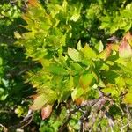 Vaccinium cylindraceum Hoja