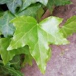 Hedera helix Leaf