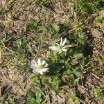 Anemone berlandieri Hàbitat