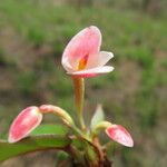 Begonia oxyanthera Flor