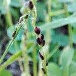 Eriochloa villosa Flower
