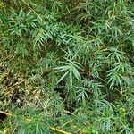 Bambusa multiplex 整株植物