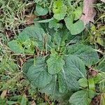 Salvia lyrata Leaf