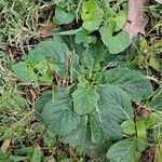 Salvia lyrata পাতা