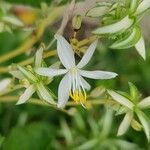 Chlorophytum comosum 花