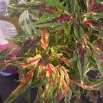 Amaranthus tricolor Ліст