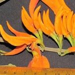 Erythrina poeppigiana Kvet