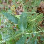 Dysphania ambrosioides Leaf