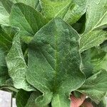 Chenopodium bonus-henricus Leaf