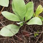 Helichrysum mechowianum পাতা