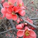 Chaenomeles japonica Квітка