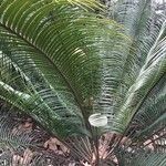 Lepidozamia peroffskyana Folha