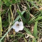 Ipomoea obscura Floare