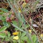 Linum tenuifolium Liść