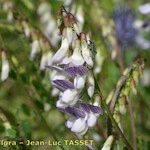 Vicia sylvatica Fleur