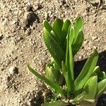 Eremurus himalaicus Blad