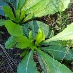 Lactuca virosa Blad