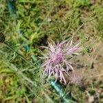 Centaurea stoebe Kvet