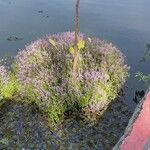 Rotala rotundifolia Tervik taim