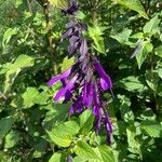 Salvia guaraniticaFlower