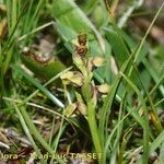 Chamorchis alpina Habitus