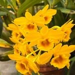 Dendrobium chrysotoxum Цветок