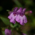 Micromeria marginata Flor