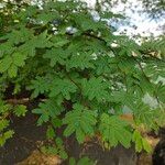 Vachellia farnesiana Foglia