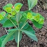 Euphorbia dulcis Цвят