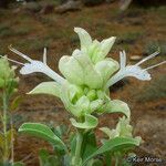 Salvia pachyphylla Blomma