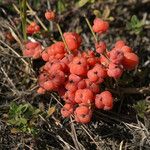 Ephedra distachya Fruitua